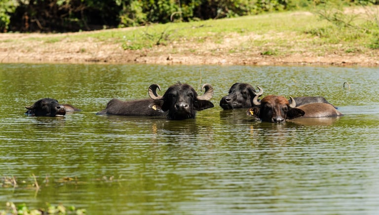 buffalo crossing the rivers