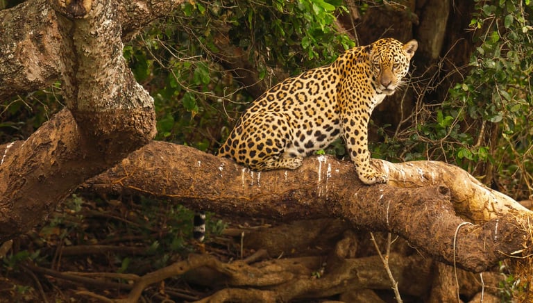 jaguar hunting over the tree