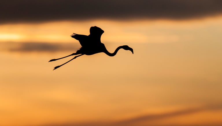 a flamingo flying through the sky at sunset