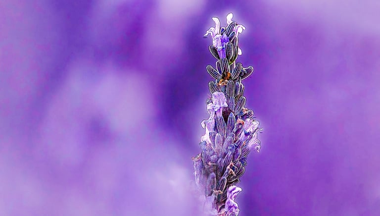 Close-up of a vibrant purple lavender flower stalk in bloom against a soft blurred lavender field background.