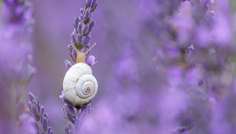 A small white snail climbing a purple lavender sprig in a blooming summer garden field.