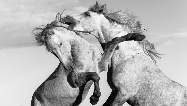 two horses are fighting in a field