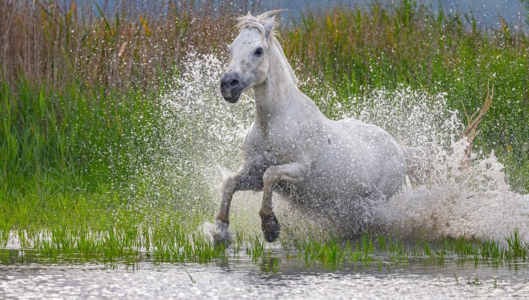 a horse is running through the water in the wild
