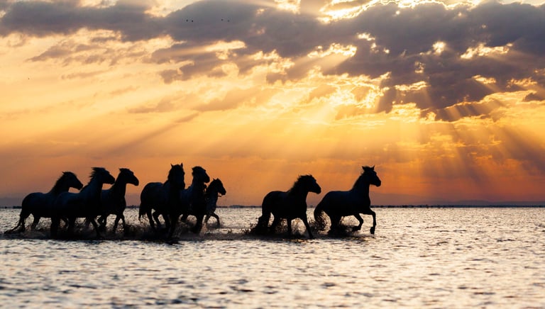 A herd of wild horses running through shallow water at sunset with golden sun rays piercing through clouds.