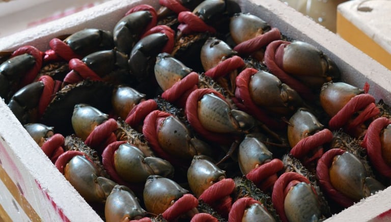 vietnamese crab supplier