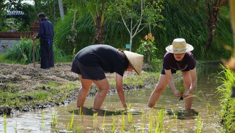 Rice Planting. Bali Agritours - Organic Farming & Farm Cooking
