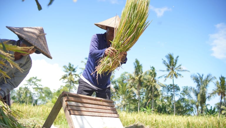 Bali rice farming