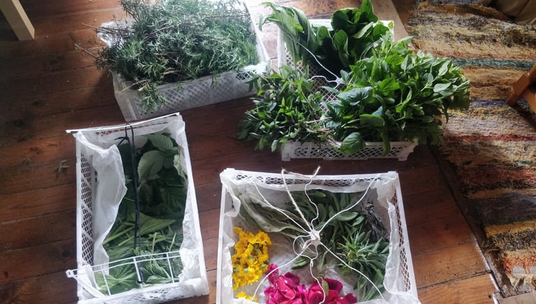 Recolección de Plantas Medicinales