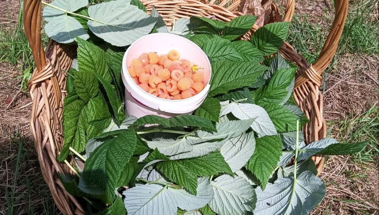 Recolección de Frambuesas