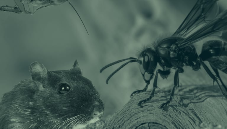 Extermination nuisibles