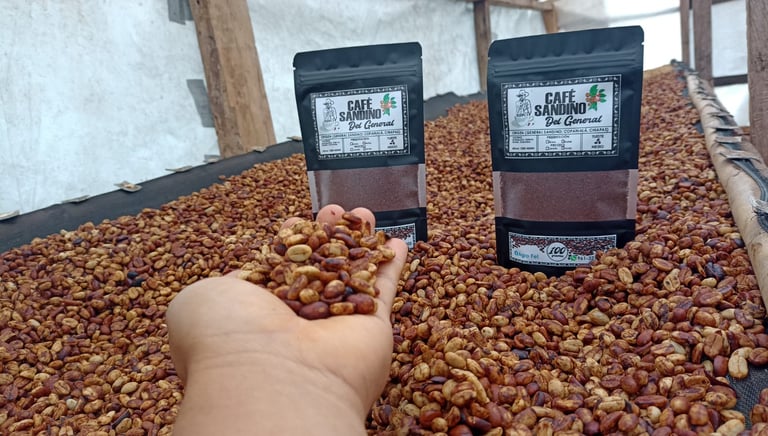 Mano sosteniendo granos de café secándose junto a bolsas de Café Sandino Del General de Chiapas