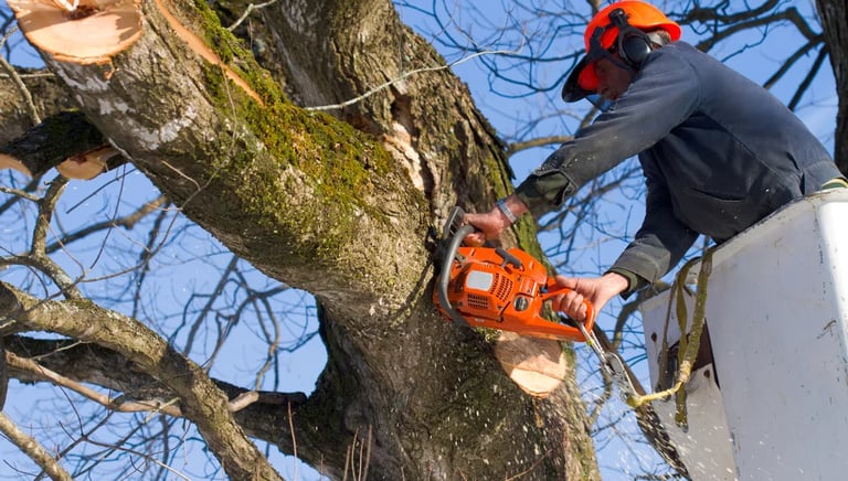 tree trimming services in St.Tammany Parish