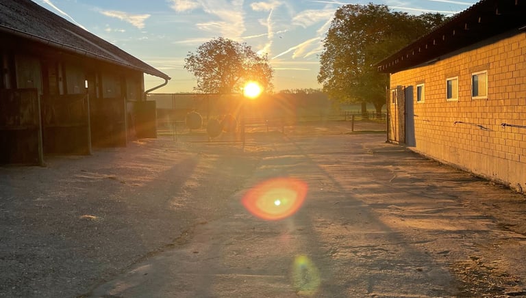 Golden sunrise over a rural horse stable yard with long shadows and clear blue sky.