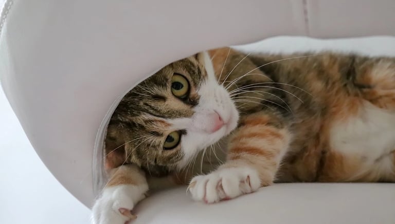 Rede de proteção para gatos com malha resistente instalada em janela de apartamento