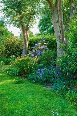 Rural garden during summer