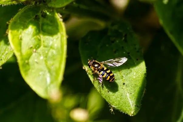 Wasp on a garden leaf during summer.