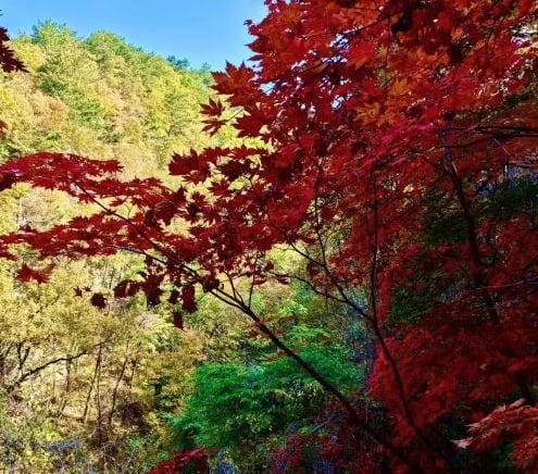 Hard maple wood block stabilized wood blank