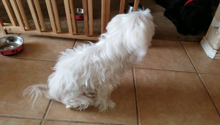 White Maltese Puppy sitting on Floor in Houston, Texas