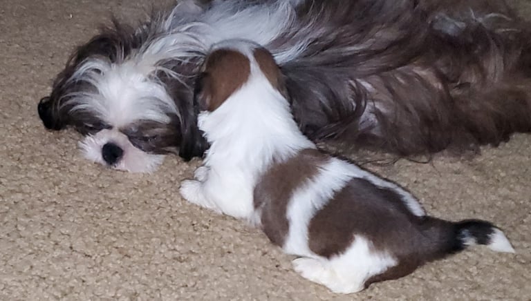 Shih-Tzu Mom and Mal_shi Puppy sleeping on Floor.