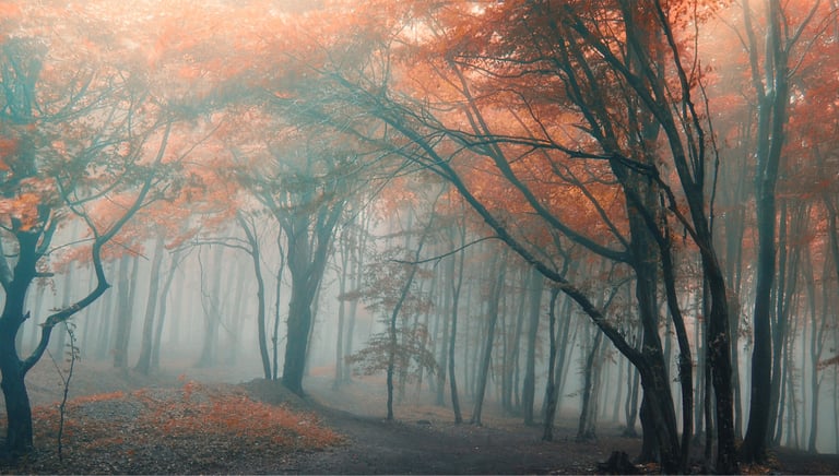 Mistig herfstbos met hoge bomen en oranje-rode bladeren, verlicht door zacht diffuus licht