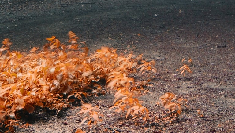 Herfstbladeren die door de wind over een bospad worden geblazen.