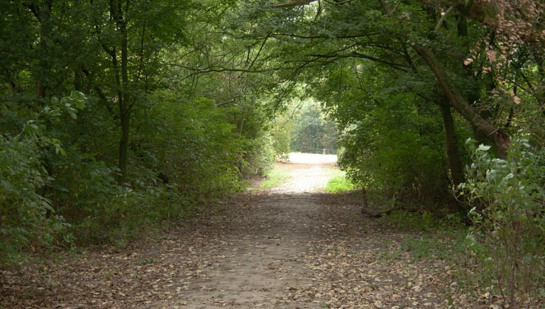 Bospaadje bedekt met bladeren dat uitkomt op een open, zonnige plek omringd door dicht groen geblade