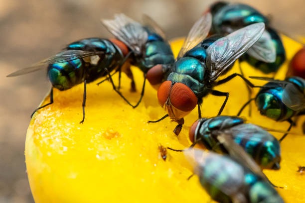A group of metallic blue bow flies with red eyes feeding on a piece of bright yellow fruit.