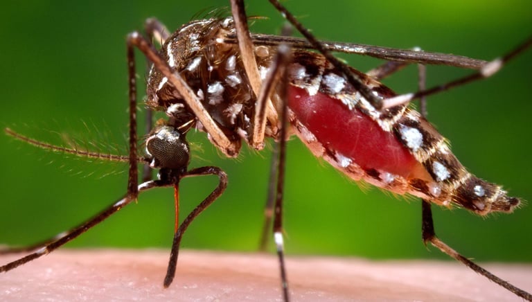 Close-up of a mosquito feeding on human skin, abdomen swollen with blood