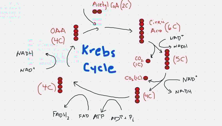 Krebs cycle