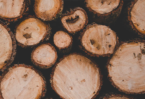 rondins de bois