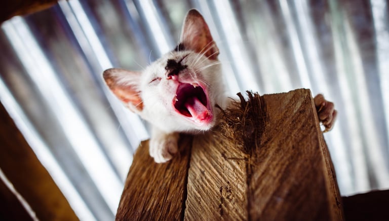 Cat yawning