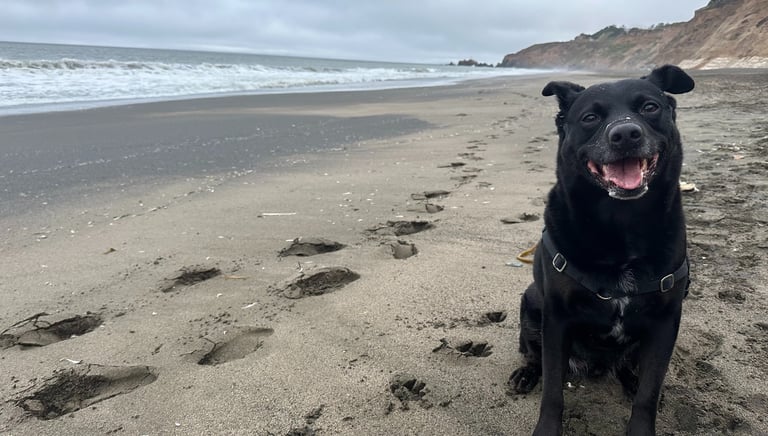 a dog sitting on a beach with footprints and footprints