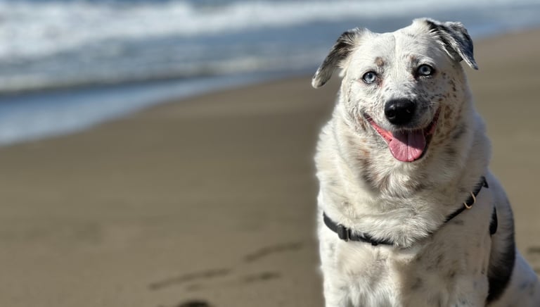 a dog sitting on a beach with a dog