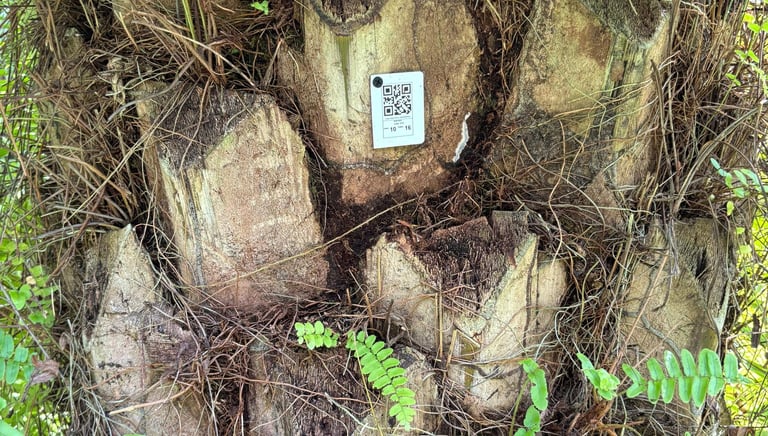 Marcación QR de palmas de aceite