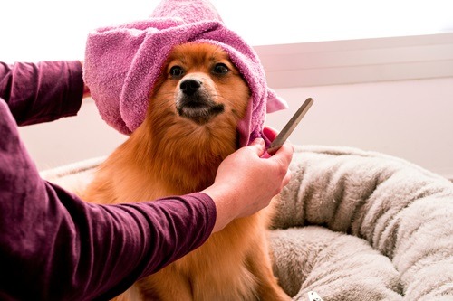 Dog grooming, Taking Care of Your Dog