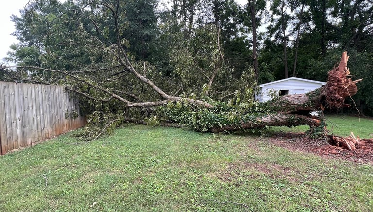 large fallen tree hit a fence