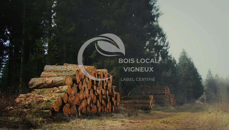 vue de tas de troncs coupés en foret