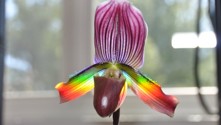 Rainbow Orchid, Quantum-Infused™ image © David Adelson