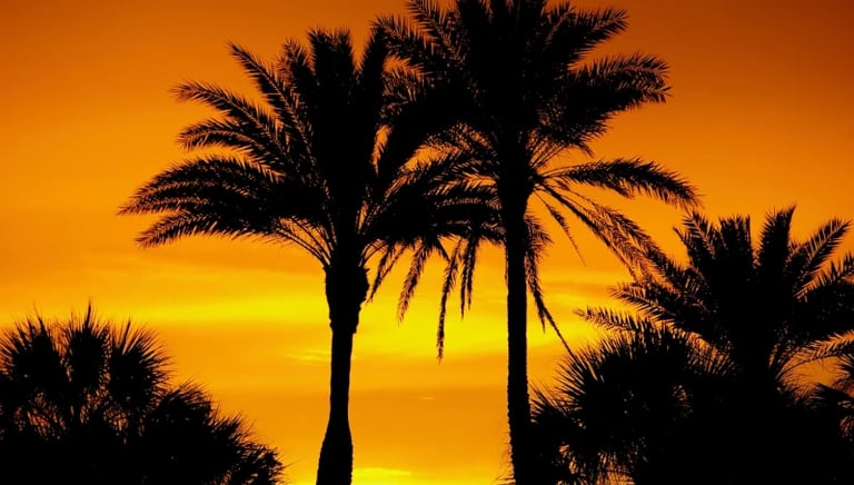palm trees at sunset