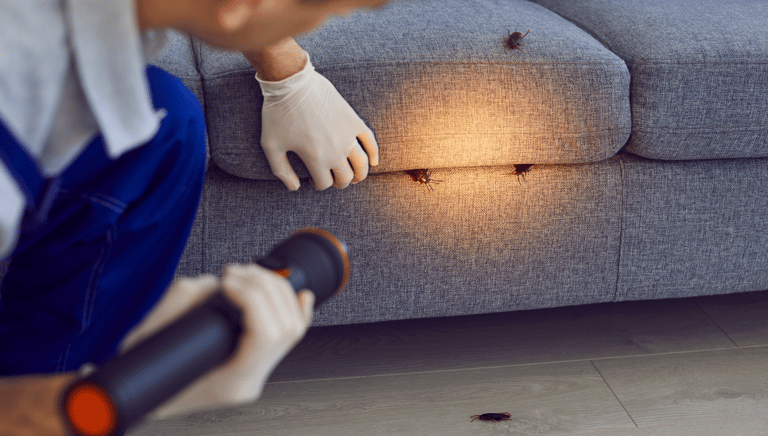 a pest control technician inspecting a pest-infested sofa