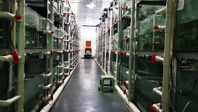 Fish Quarantine Process