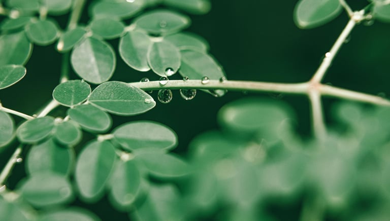 Dried moringa leaves for tea, powder, and health products – Adely Eco Nusantara