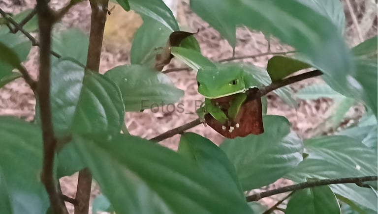 Uma pequena árvore na beirada da floresta e entre seus galhos uma majestosa perereca verde camuflada