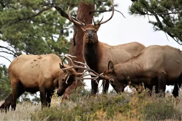 A group of wild bull elk with large antlers standing in a pine forest meadow.