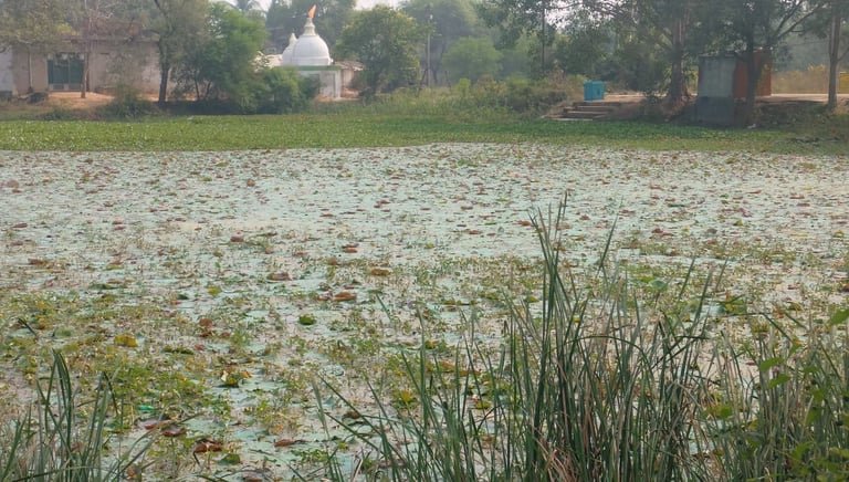 pond