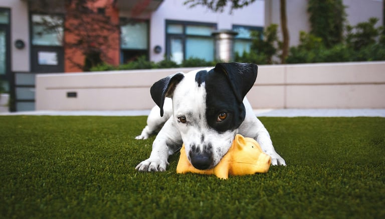 Dogs enjoy their space again.
