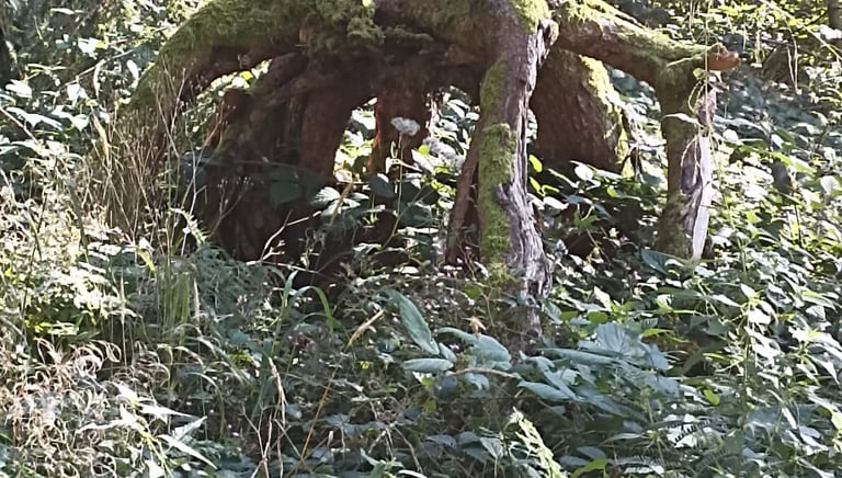 ancrage, nature, sylvothérapie, éveil spirituel, holistique, tambour chamanique, soin dans la nature