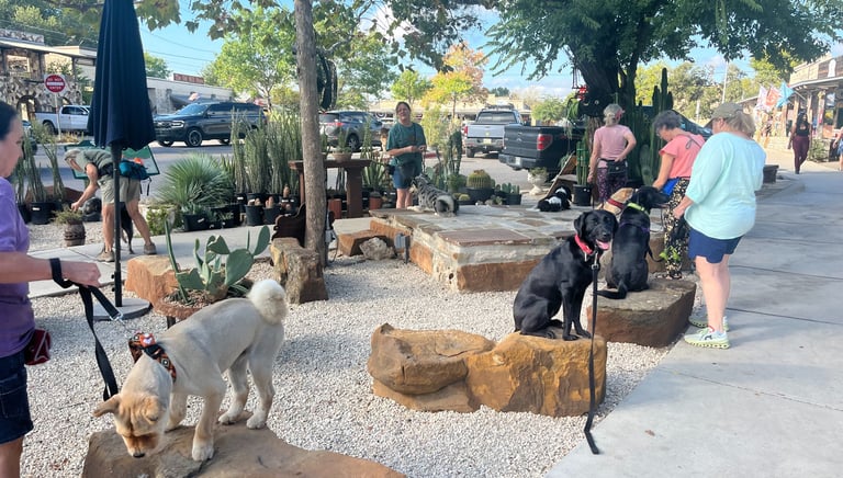 a group dog training class gather in Wimberley and practice sit stay together