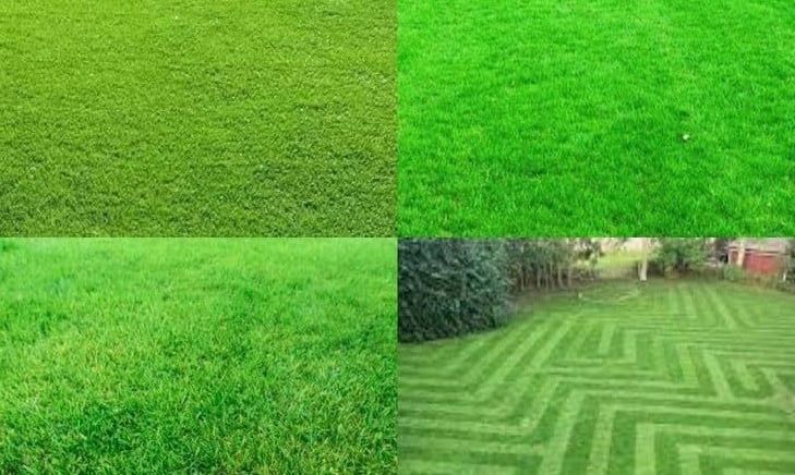 lawn grass suppliers in Hyderabad