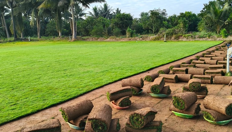 lawn grass suppliers in Vijayawada